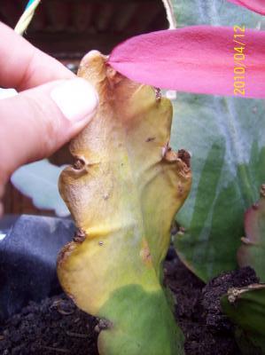 [Foto de planta, jardin, jardineria]
