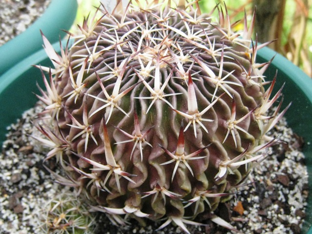 [Foto de planta, jardin, jardineria]