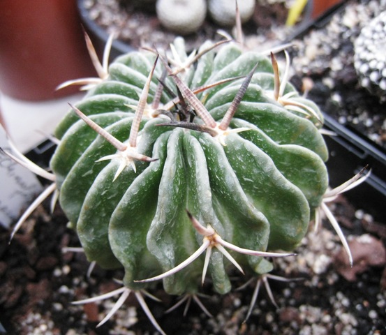 [Foto de planta, jardin, jardineria]