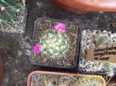 [Foto de planta, jardin, jardineria]