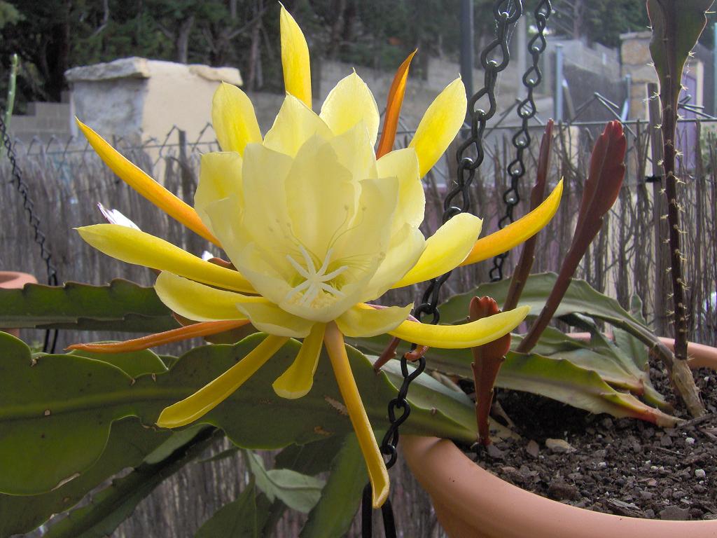 [Foto de planta, jardin, jardineria]