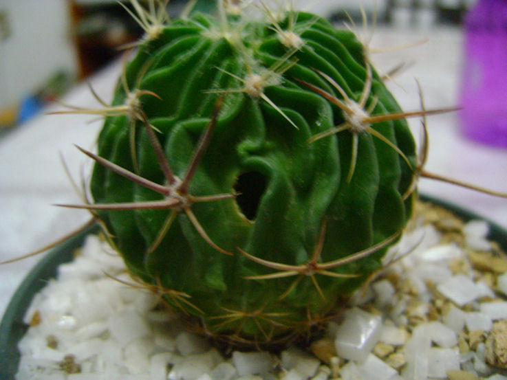 [Foto de planta, jardin, jardineria]