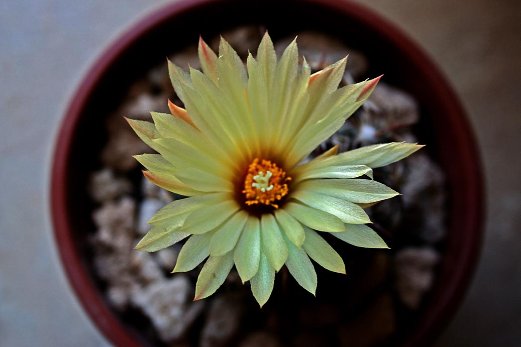 [Foto de planta, jardin, jardineria]