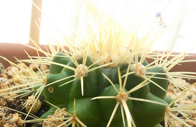 [Foto de planta, jardin, jardineria]