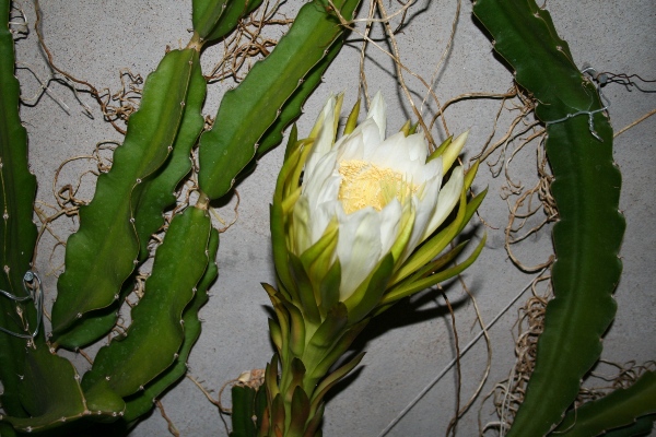 [Foto de planta, jardin, jardineria]