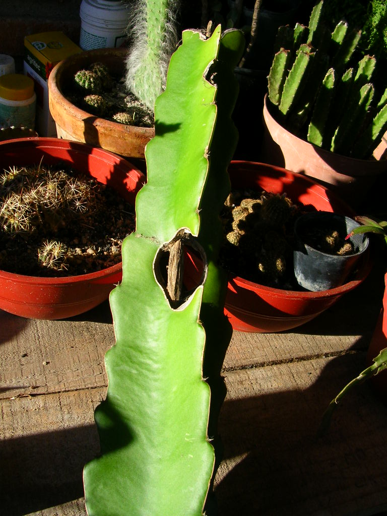 [Foto de planta, jardin, jardineria]