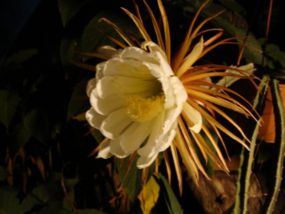 [Foto de planta, jardin, jardineria]