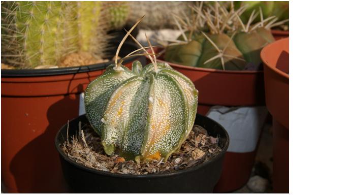 [Foto de planta, jardin, jardineria]