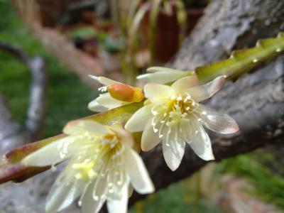 [Foto de planta, jardin, jardineria]