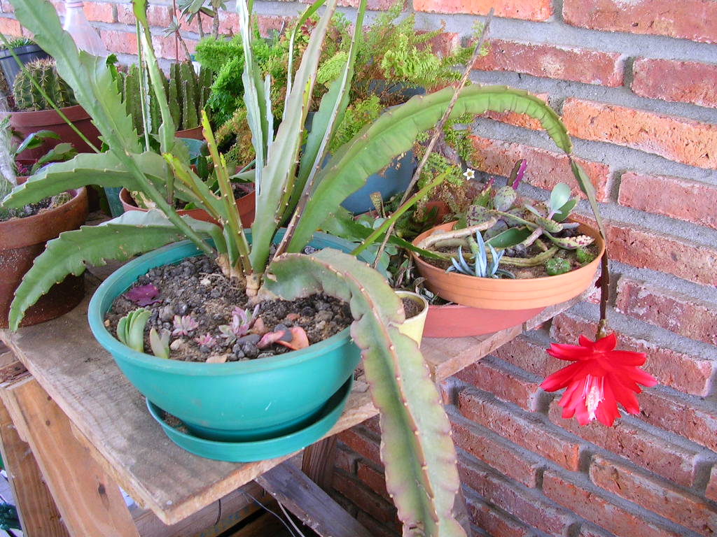 [Foto de planta, jardin, jardineria]