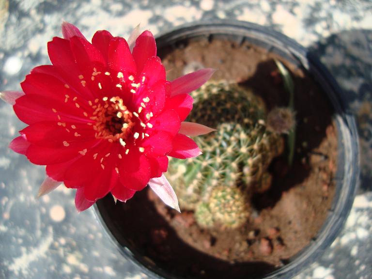 [Foto de planta, jardin, jardineria]