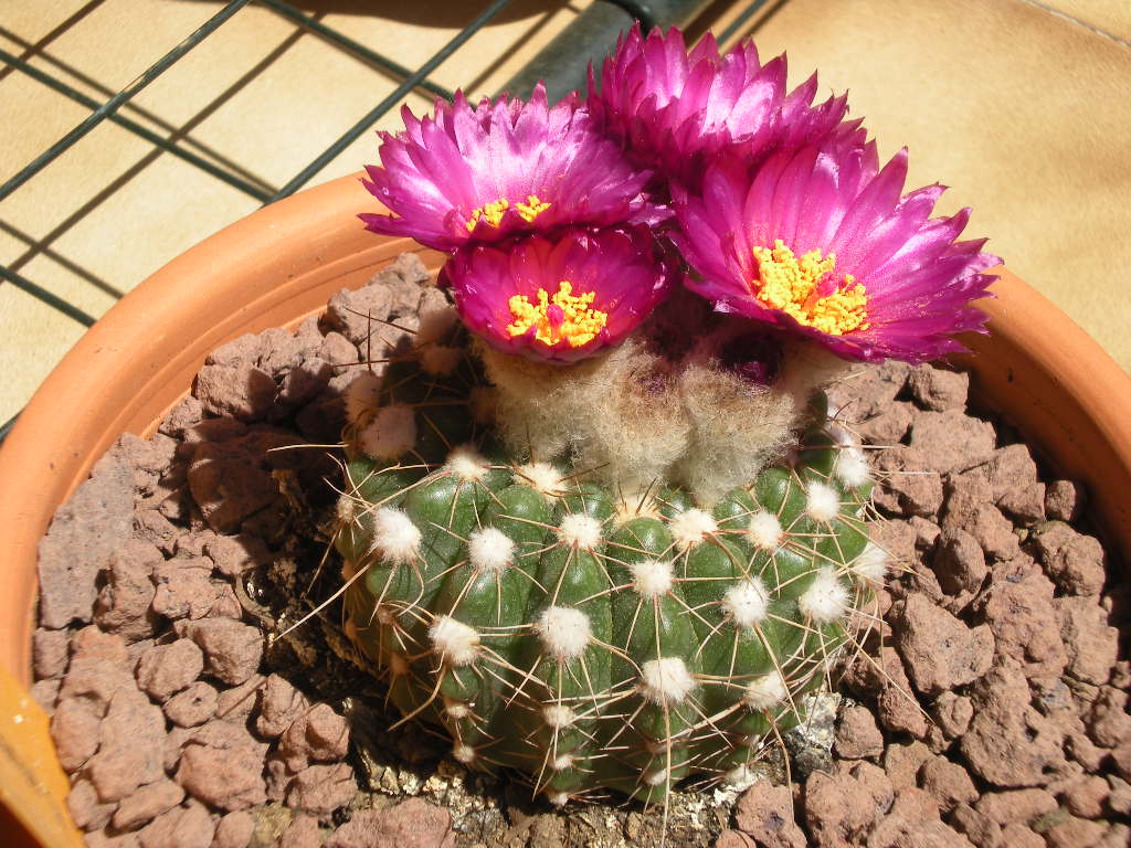 [Foto de planta, jardin, jardineria]