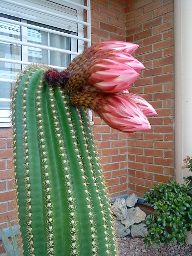 [Foto de planta, jardin, jardineria]