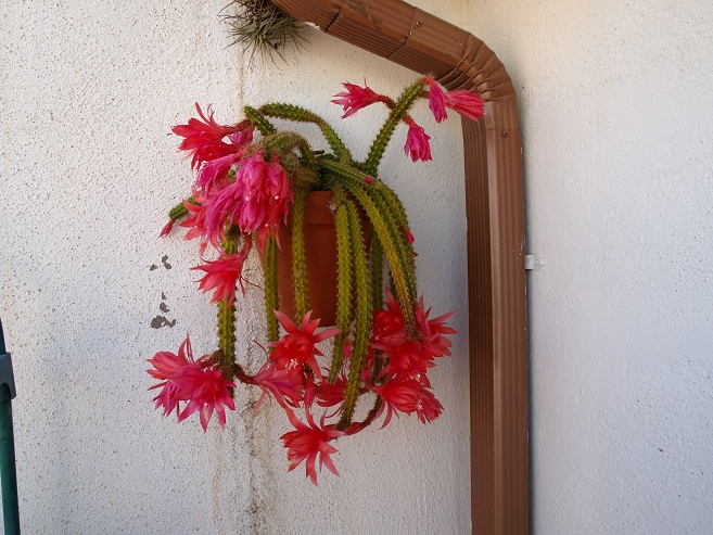 [Foto de planta, jardin, jardineria]