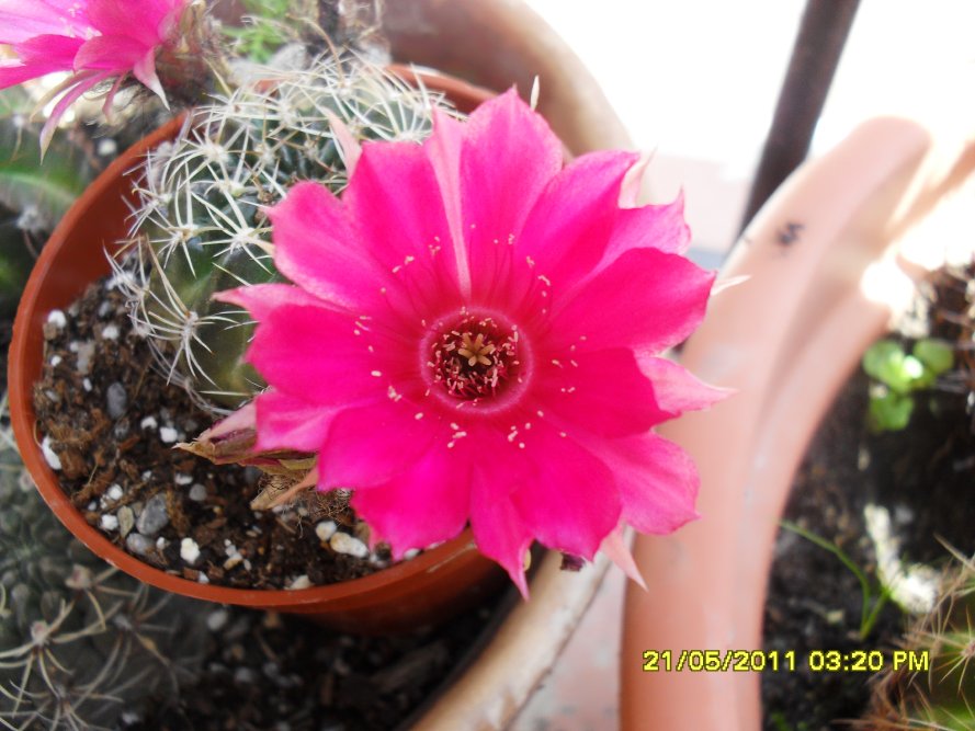 [Foto de planta, jardin, jardineria]