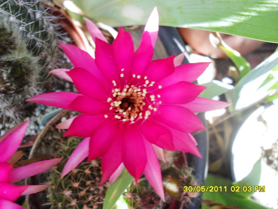 [Foto de planta, jardin, jardineria]