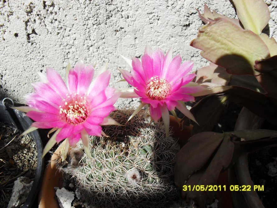 [Foto de planta, jardin, jardineria]