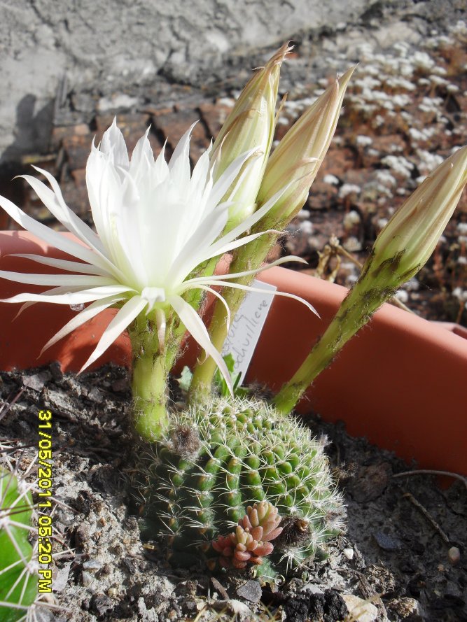 [Foto de planta, jardin, jardineria]