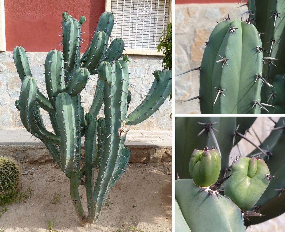 [Foto de planta, jardin, jardineria]