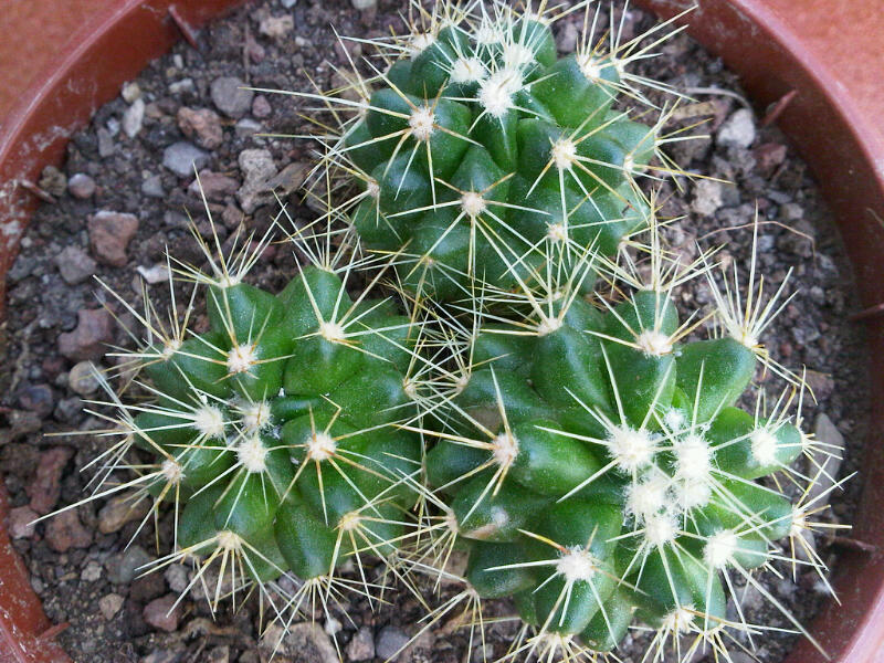 [Foto de planta, jardin, jardineria]