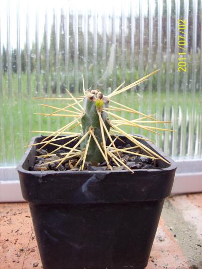 [Foto de planta, jardin, jardineria]