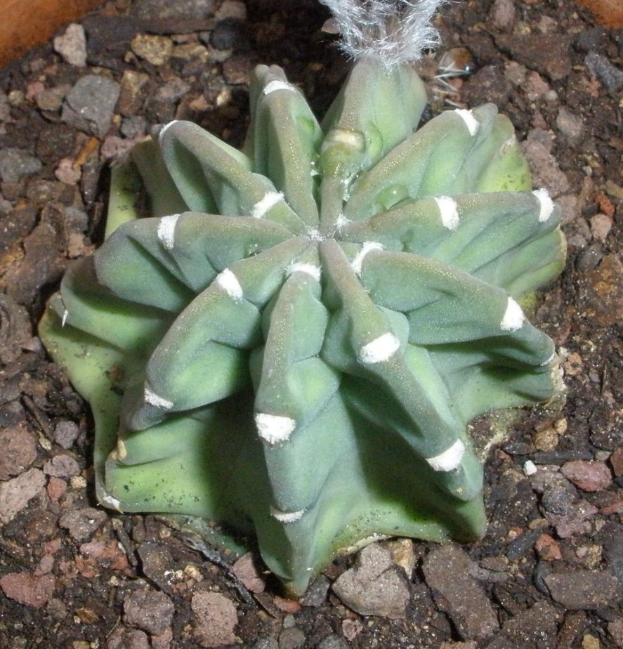 [Foto de planta, jardin, jardineria]