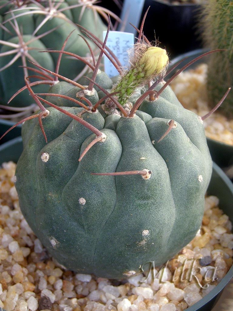 [Foto de planta, jardin, jardineria]