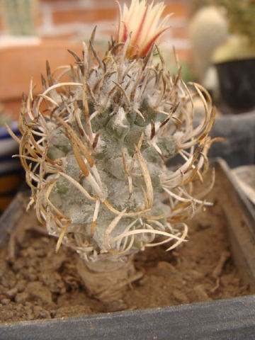 [Foto de planta, jardin, jardineria]