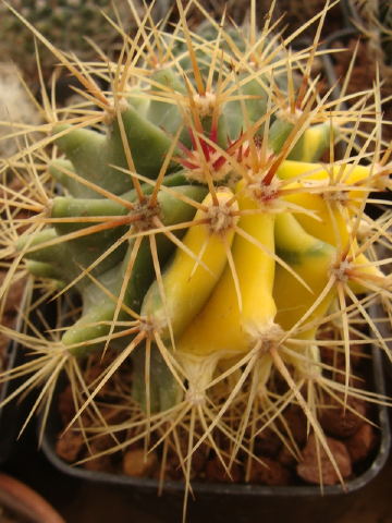 [Foto de planta, jardin, jardineria]