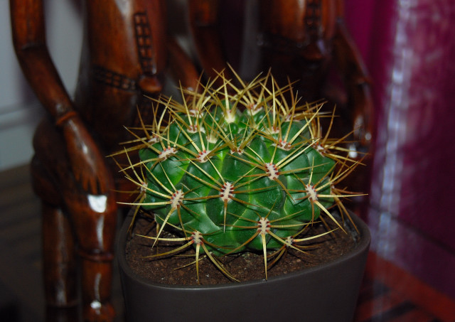 [Foto de planta, jardin, jardineria]