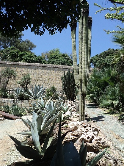 [Foto de planta, jardin, jardineria]