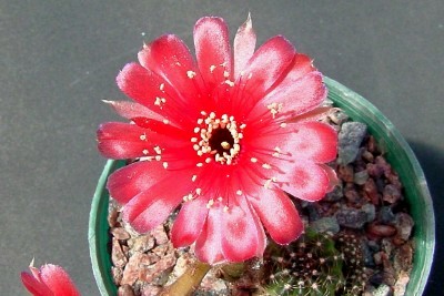 [Foto de planta, jardin, jardineria]