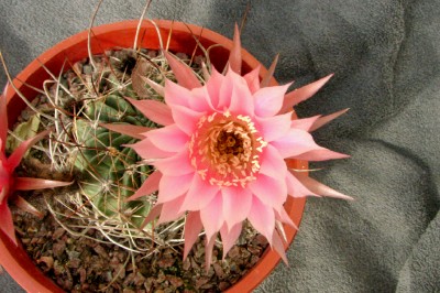 [Foto de planta, jardin, jardineria]