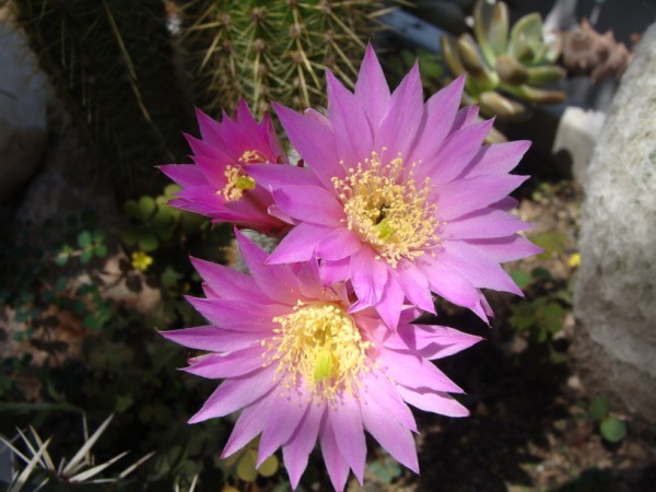 [Foto de planta, jardin, jardineria]