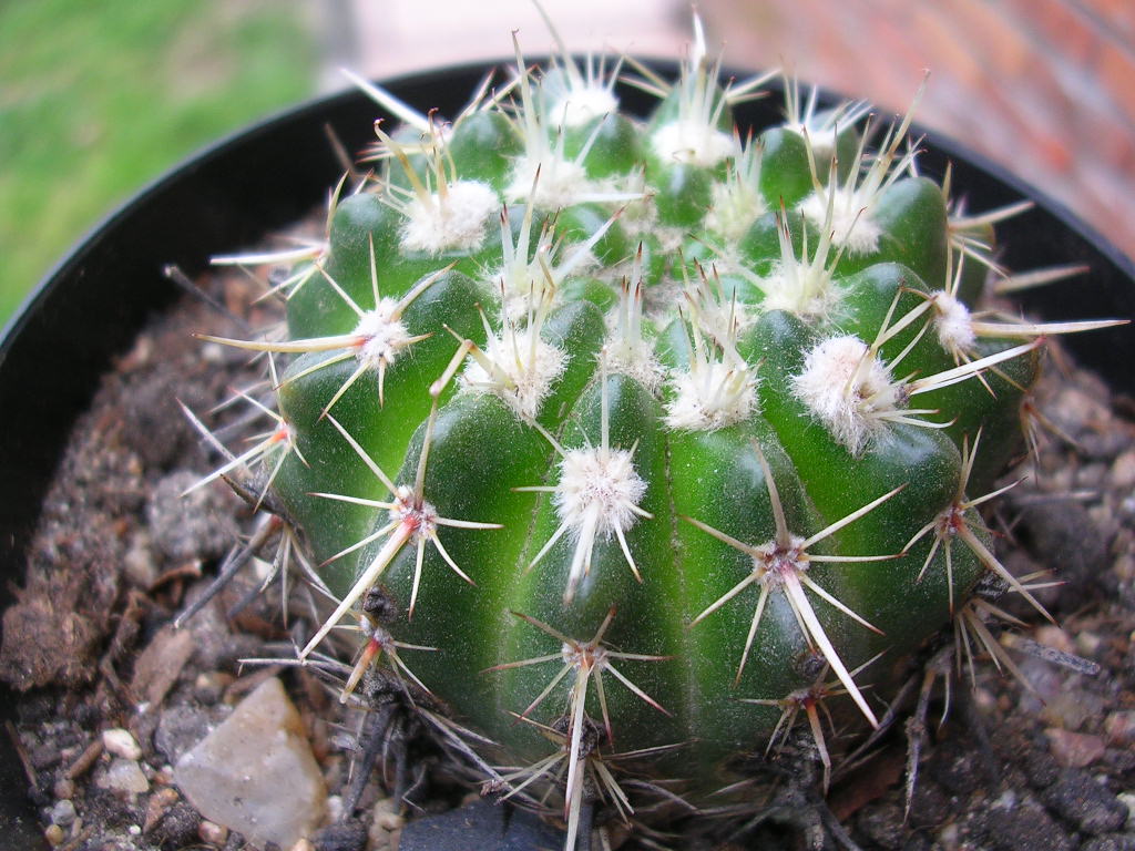 [Foto de planta, jardin, jardineria]