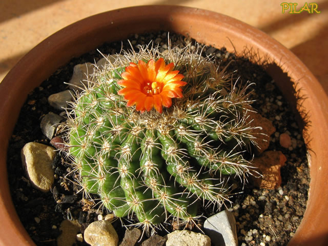 [Foto de planta, jardin, jardineria]