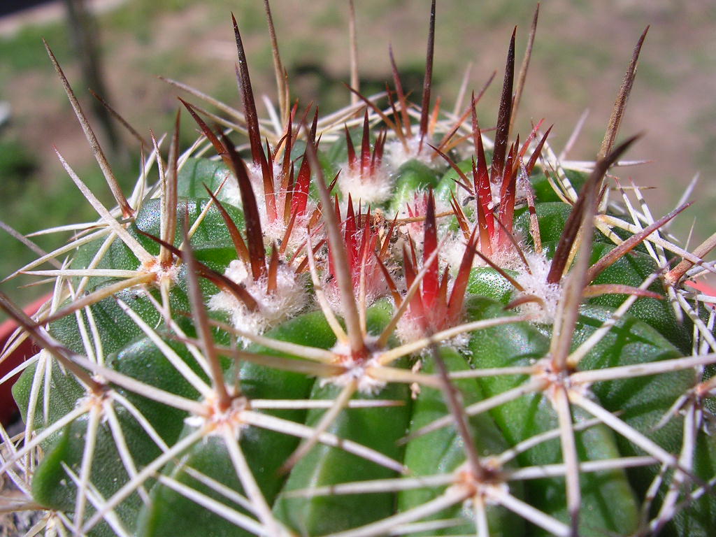 [Foto de planta, jardin, jardineria]