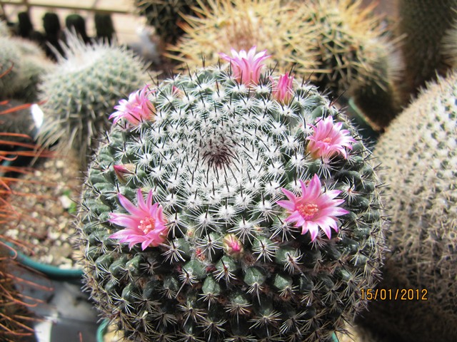 [Foto de planta, jardin, jardineria]