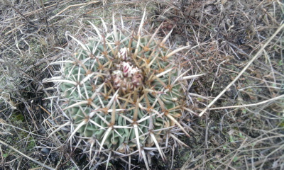 [Foto de planta, jardin, jardineria]