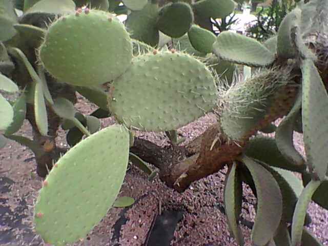 [Foto de planta, jardin, jardineria]
