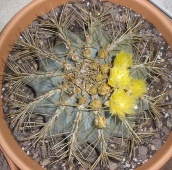 [Foto de planta, jardin, jardineria]