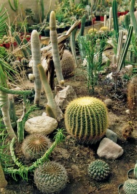 [Foto de planta, jardin, jardineria]