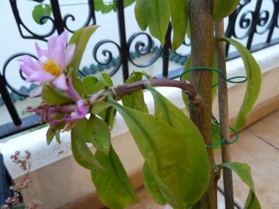 [Foto de planta, jardin, jardineria]