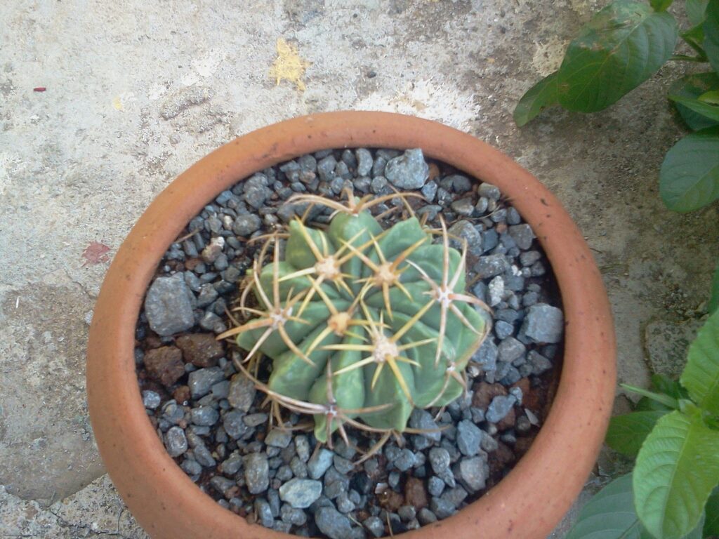 [Foto de planta, jardin, jardineria]