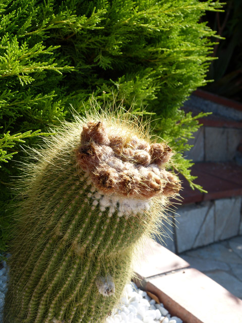 [Foto de planta, jardin, jardineria]