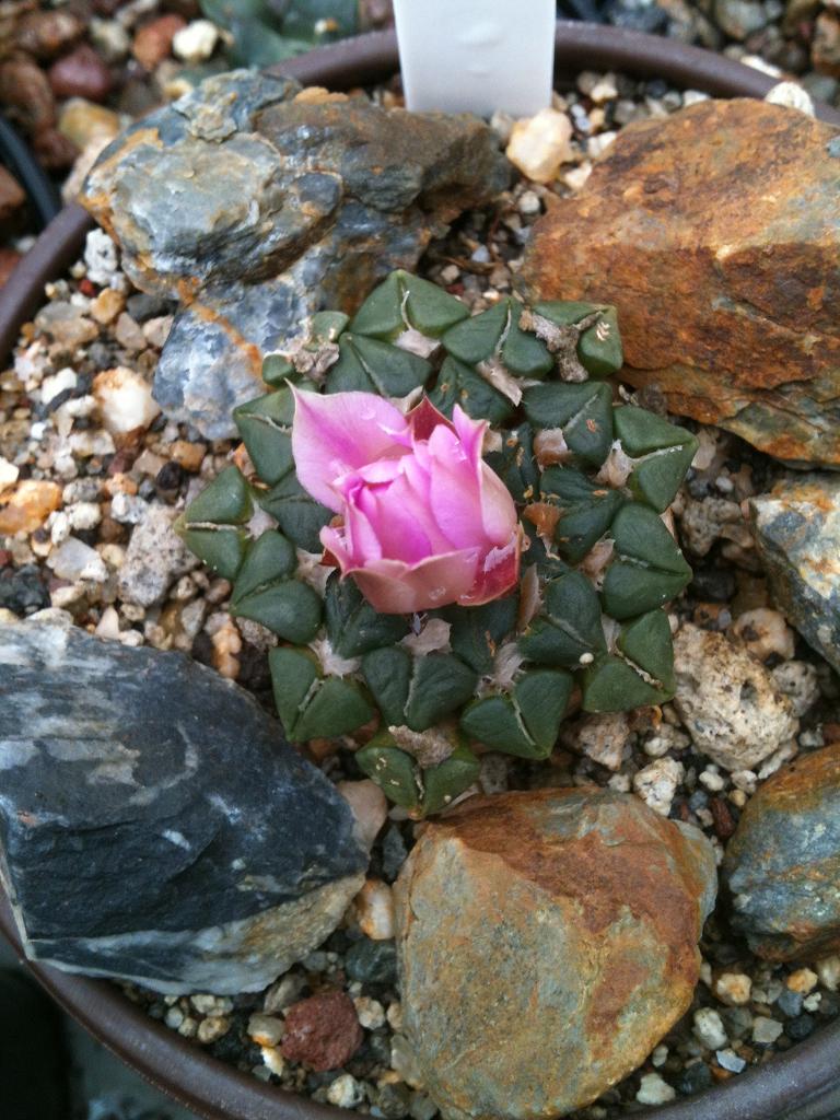 [Foto de planta, jardin, jardineria]