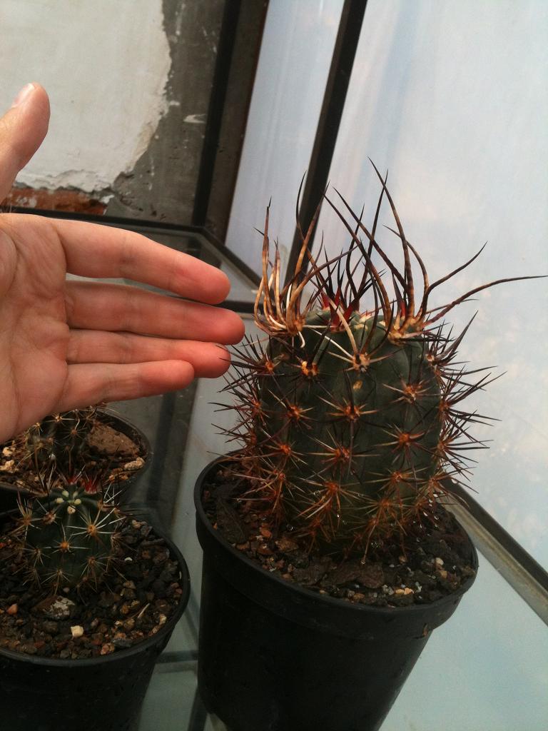 [Foto de planta, jardin, jardineria]