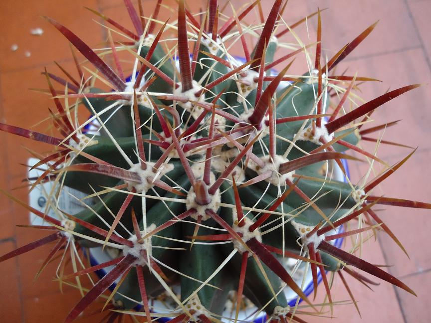 [Foto de planta, jardin, jardineria]