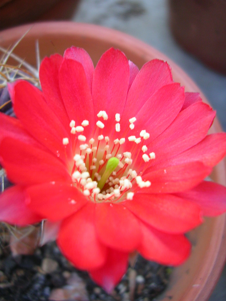 [Foto de planta, jardin, jardineria]