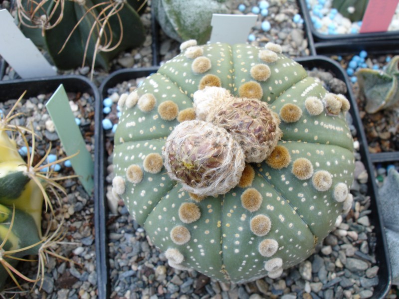 [Foto de planta, jardin, jardineria]